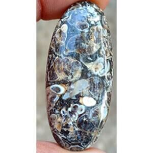 Gorgeous Long Oval Turritella Cabochon!!